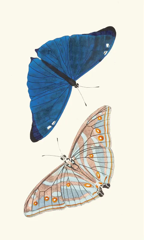 Papilio Adonis (1789-1813) by George Shaw